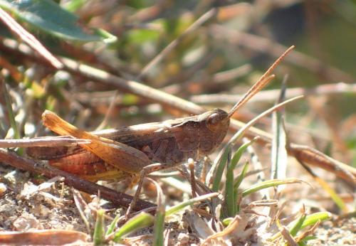 Réf. 246 140 : Chorthippus sp.